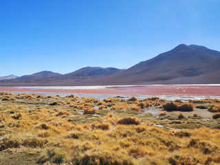 Laguna Colorada, Uyuni, Bolivia