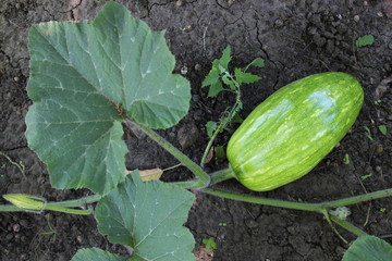 Obraz premium Ripe pumpkin in the garden