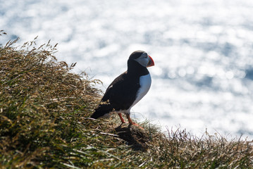 Lundy papageitaucher at Látrabjarg latrabjarg in iceland at a cliff