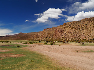 Alpacas in the Bolivian highlands