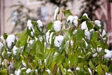 Autumn leaves and the first snow, Zhukovsky, Moscow region, Russia, Europe