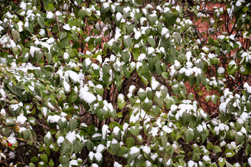 Autumn leaves and the first snow, Zhukovsky, Moscow region, Russia, Europe