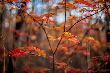 Red leaves in autumn forest