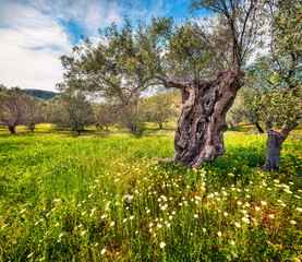 Sunny spring scene in olive garden on the Zakynthos island. Colorful morning scene in Greece,...