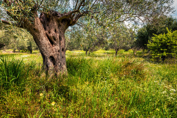 Sunny spring scene in olive garden on the Zakinthos island. Colorful morning scene in Greece,...