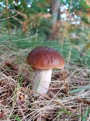 Boletus edulis joven, seta