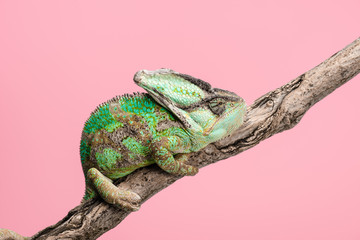 side view of beautiful bright green chameleon sitting on tree branch isolated on pink © LIGHTFIELD STUDIOS