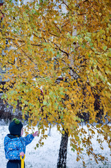 Autumn leaves and the first snow, Zhukovsky, Moscow region, Russia, Europe