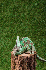 beautiful bright green chameleon sitting on stump with green grass as background