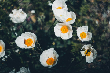 Beautiful white poppies blossom