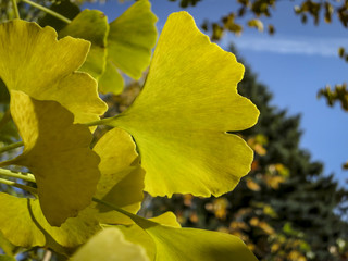 Obraz premium Autumn yellow, gold and green leaves of Ginkgo biloba tree against the blue sky. A close-up of an Ginkgo leaf in focus against a background of blurry leaves.