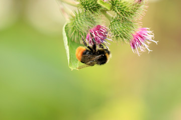 Hummel © Eileen Kumpf