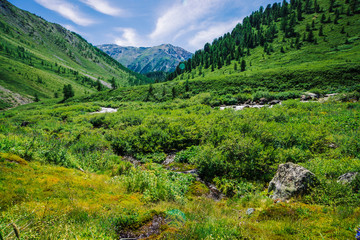 Fototapeta na wymiar Mountain creek in green valley among rich vegetation of highland in sunny day. Fast water flow from glacier under blue clear sky. Giant snowy mountains behind hill. Vivid landscape of majestic nature.