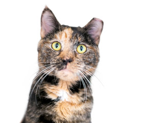A Tortoiseshell tabby cat, also known as a Patched tabby, with its ear tipped to indicate that it...
