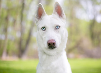 Naklejka premium A white Siberian Husky dog with blue eyes outdoors