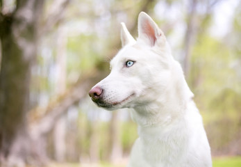 Obraz premium Profile of a white Siberian Husky dog with blue eyes outdoors