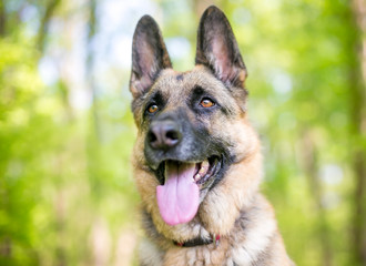 A purebred German Shepherd dog with a happy expression