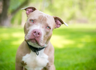 A fawn and white Pit Bull Terrier mixed breed dog outdoors, listening with a head tilt