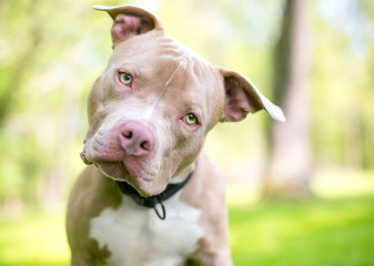 A fawn and white Pit Bull Terrier mixed breed dog outdoors, listening with a head tilt