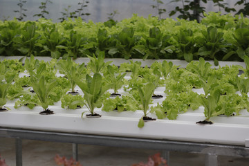 Hydroponics vegetable in green house