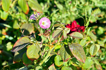 Вьюнок полевой на розе