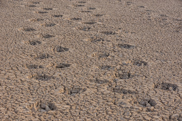 Animal tracks in hard baked mud in a dry riverbed in the Namibian savanna