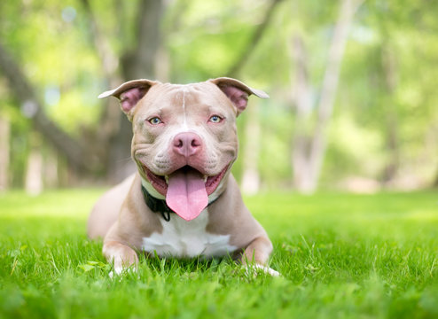 A fawn and white Pit Bull Terrier mixed breed dog outdoors with a happy expression