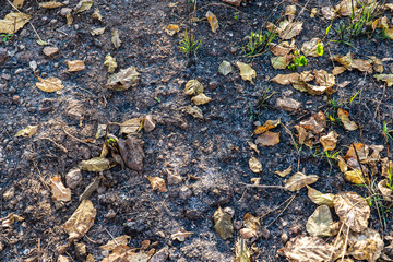 Leaves and ashes background.