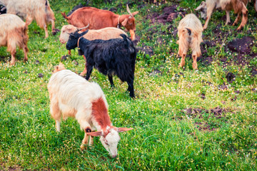 Obraz premium Flock of goats in a pasture in the mountains. Colorful spring scene in the Greece, Kamena Vourla town location. Beauty of countryside concept background.