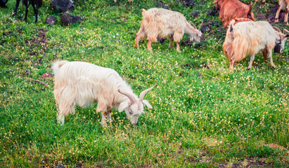 Naklejka na ściany i meble Flock of goats in a pasture in the mountains. Colorful spring scene in the Greece, Kamena Vourla town location. Beauty of countryside concept background.