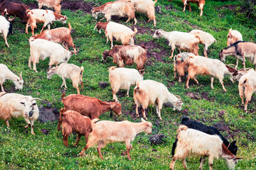 Flock of goats in a pasture in the mountains. Colorful spring scene in the Greece, Kamena Vourla...