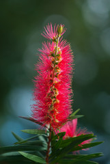 Red Callistemon flowers in the tropical garden of Bali, Indonesia