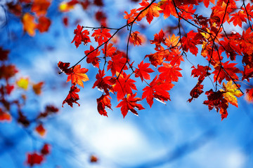 Red leaves in autumn forest
