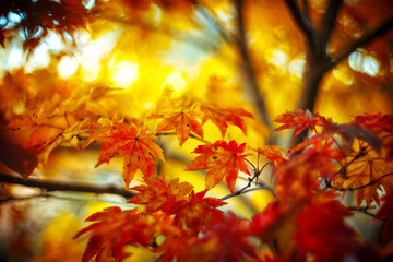 Red leaves in autumn forest