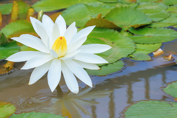 Beautiful lotus flower.