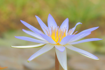 Beautiful lotus flower.