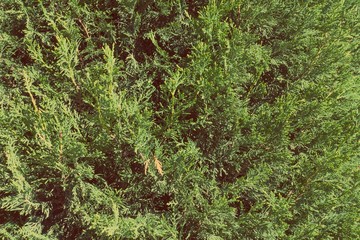 Floral background, arborvitae branch with fresh green needle.