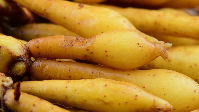 fresh Fingerroot rotation