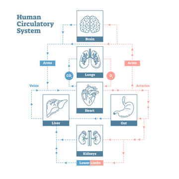 Human Circulatory System vector illustration diagram poster, blood vessels scheme. Clean outline style medical infographic.