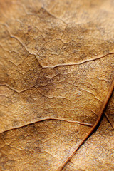 Red leaves in autumn forest