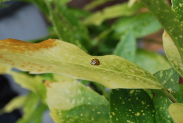 Ladybug on Green Leaf