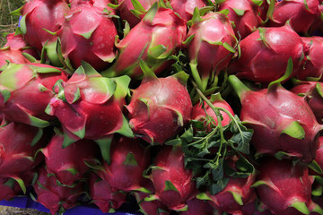 Harvesting dragon fruit in Vietnam