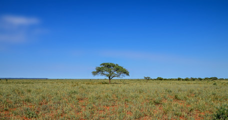 Camel Thorn Tree