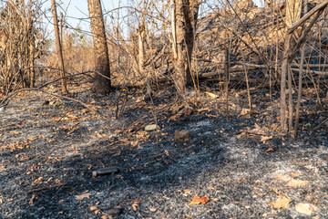 Wild after destruction from fire.