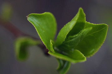 Macro of flowers and grass with beautiful bokeh