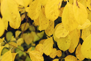 Red leaves in autumn forest