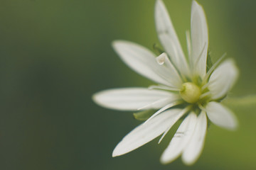 Macro of flowers and grass with beautiful bokeh