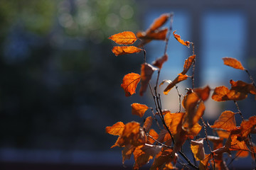Red leaves in autumn forest