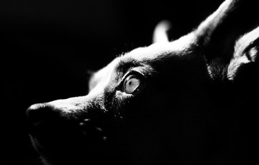 Black and white photo of the dog's eyes
