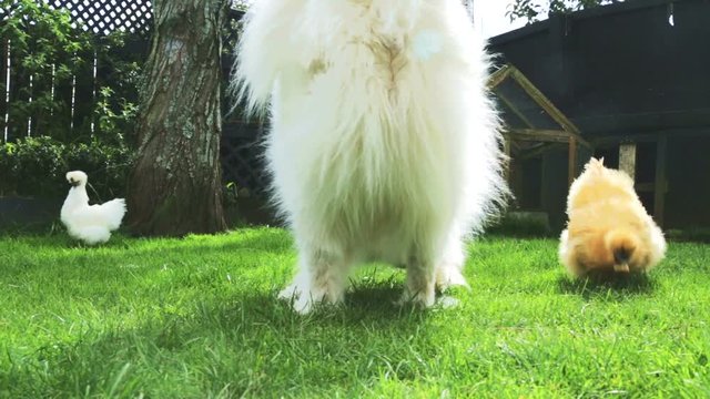 A white fluffy Samoyed dog and two fluffy chickens competing for bits of food